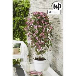 Clematis Fincent T23 H75