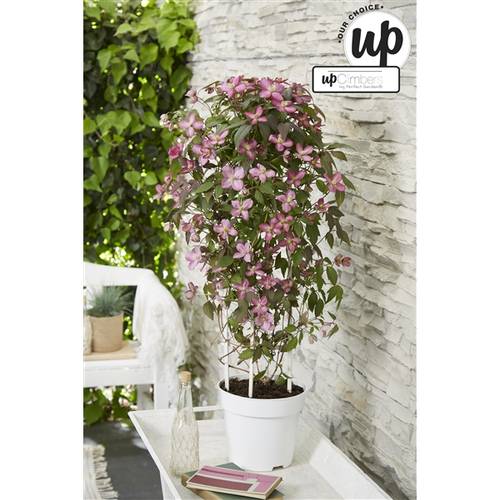 Clematis Fincent T23 H75
