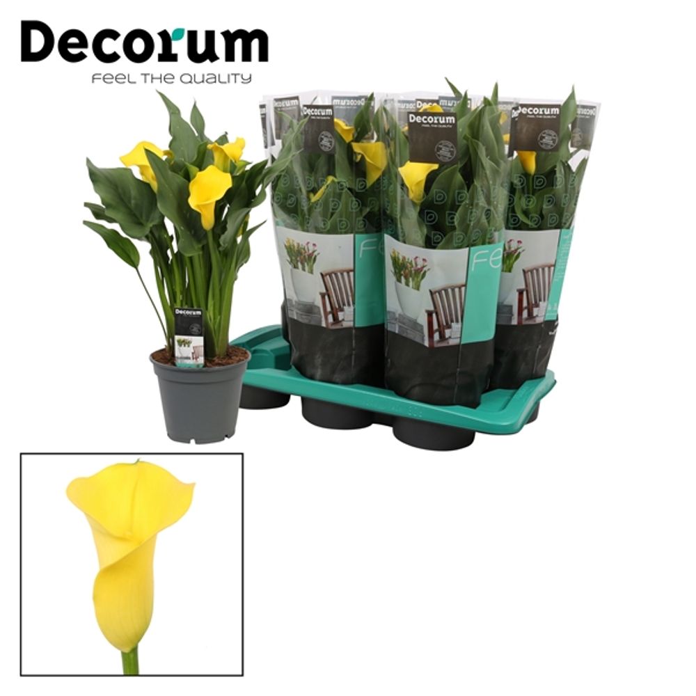 Calla gelb Captain Solo T17 H60