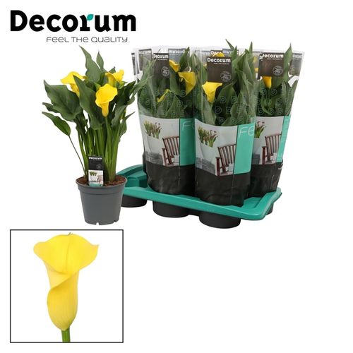 Calla gelb Captain Solo T17 H60
