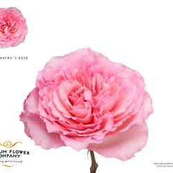 Rose rosa Mayra's Rose 50cm