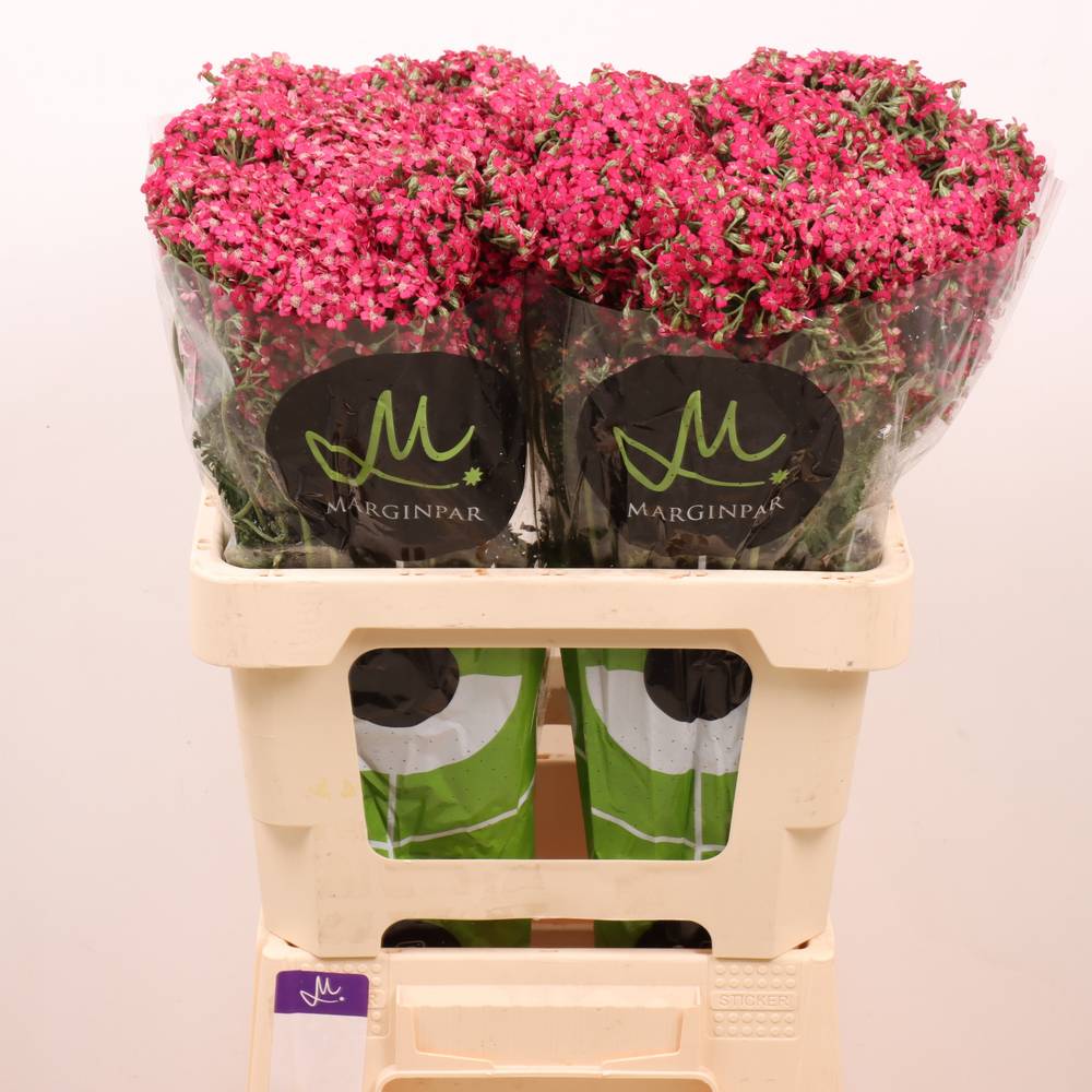 Achillea fuchsia Neonglow Fuchsia 60cm