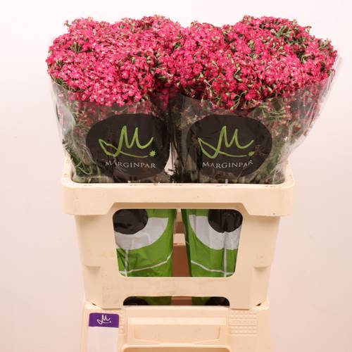 Achillea fuchsia Neonglow Fuchsia 60cm