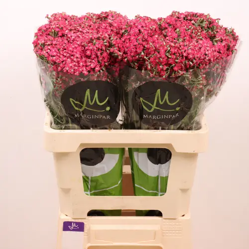 Achillea fuchsia Neonglow Fuchsia 60cm