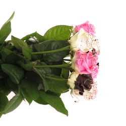 Rose mix Chocodream 70cm duftend