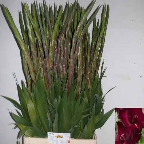 Gladiole weinrot Back Star 90cm
