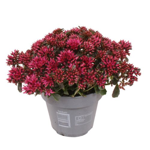 Sedum rosa Spot On T15 H025
