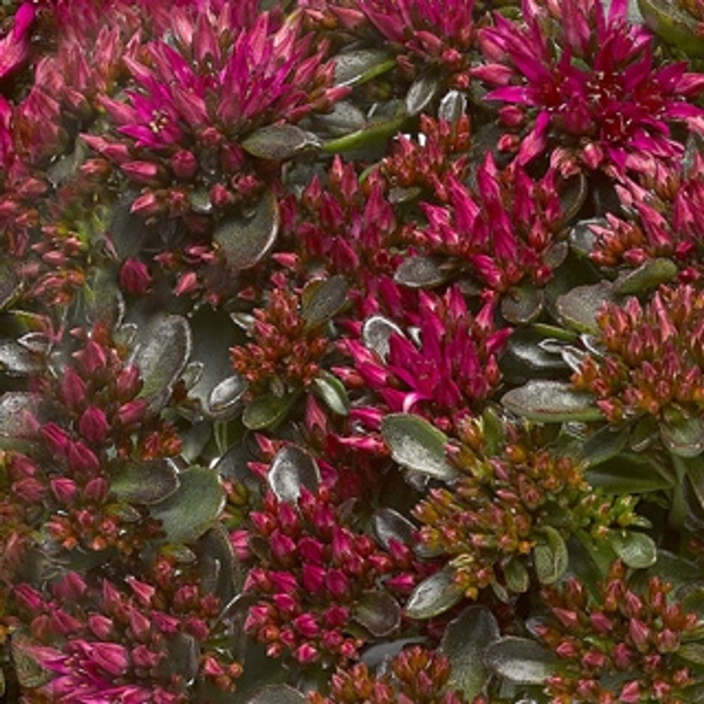 Sedum rosa Spot On T15 H025