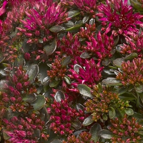 Sedum rosa Spot On T15 H025