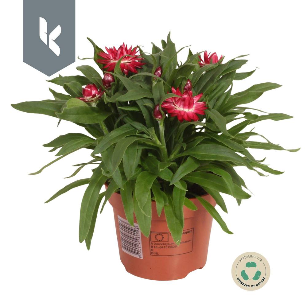 Strohblume lila Crispy T12 H025