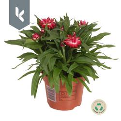 Strohblume lila Crispy T12 H025