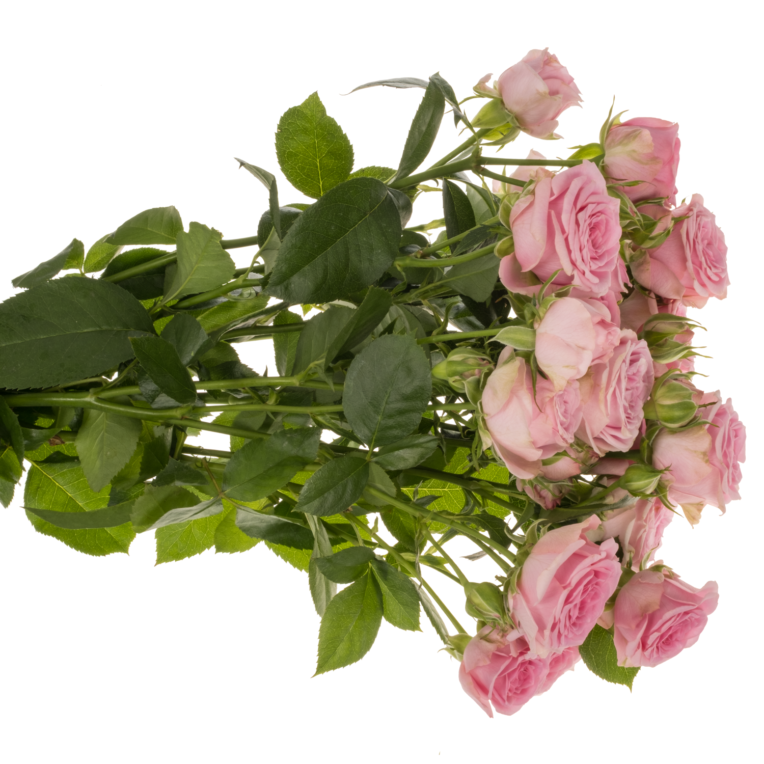 Rose verzweigt rosa Madam Sofie 5+Blüte 50cm