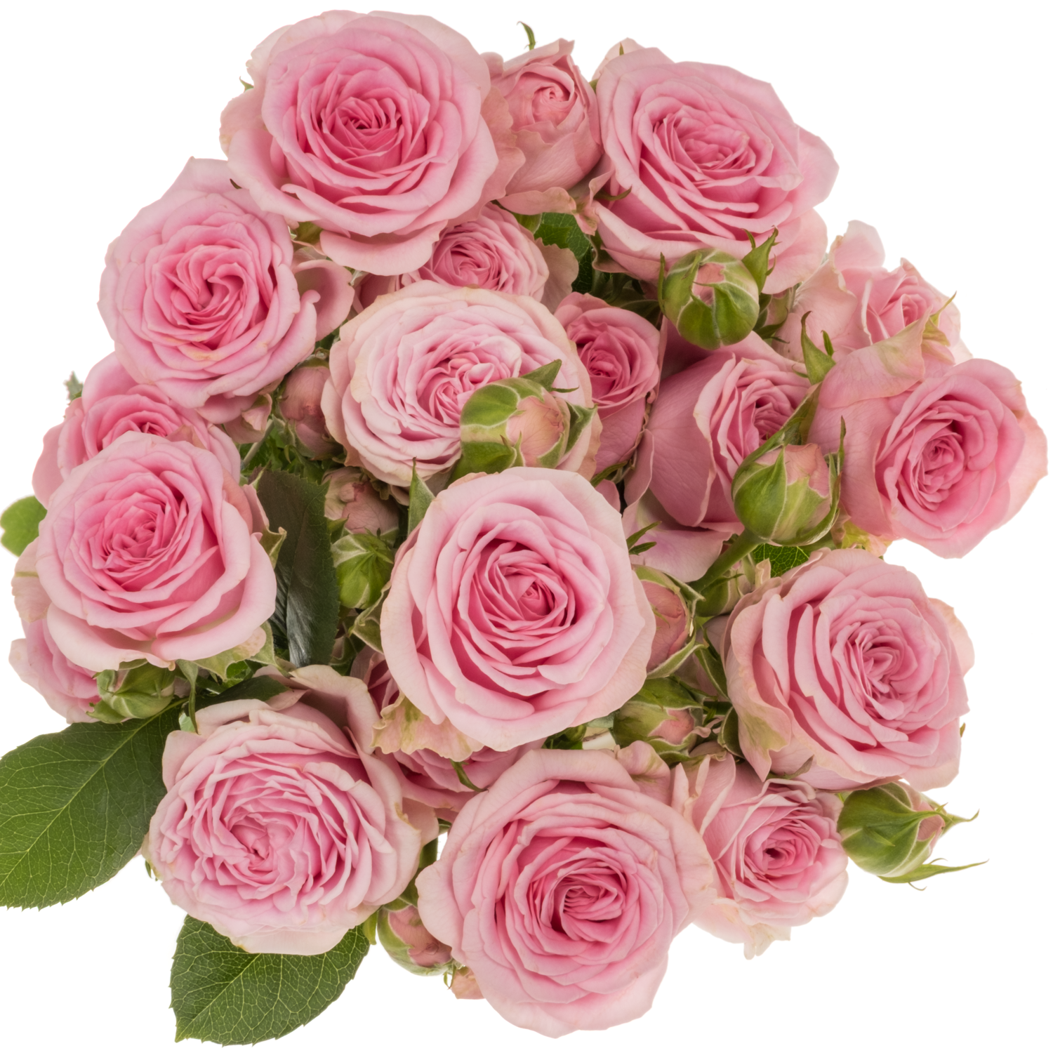 Rose verzweigt rosa Madam Sofie 5+Blüte 50cm