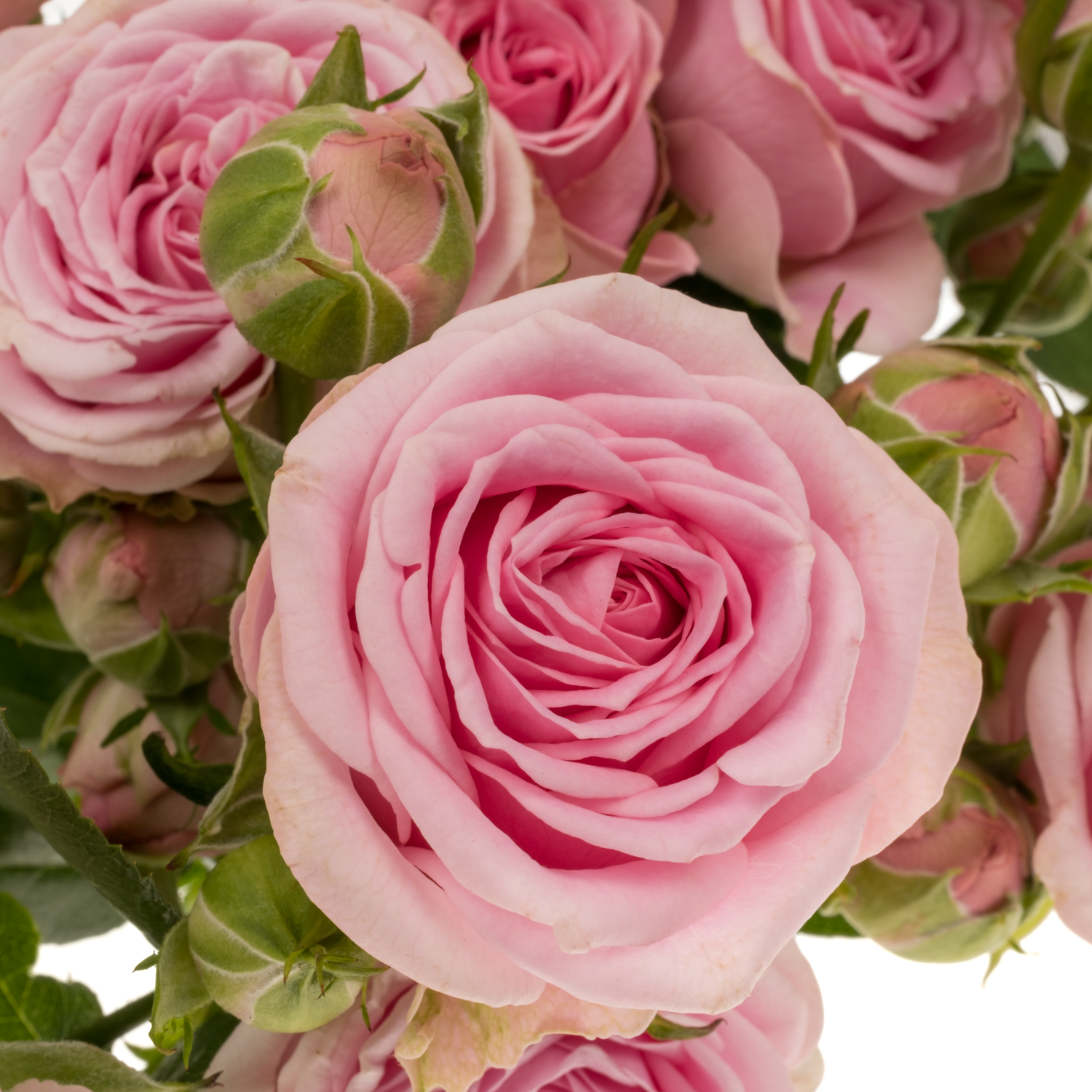 Rose verzweigt rosa Madam Sofie 5+Blüte 50cm