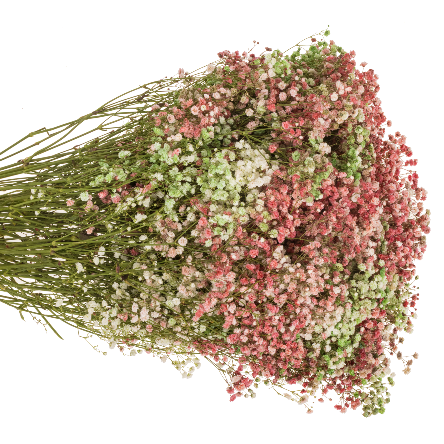 Gyps mix Weihnachten Ecuador grosse Blüte 80 cm