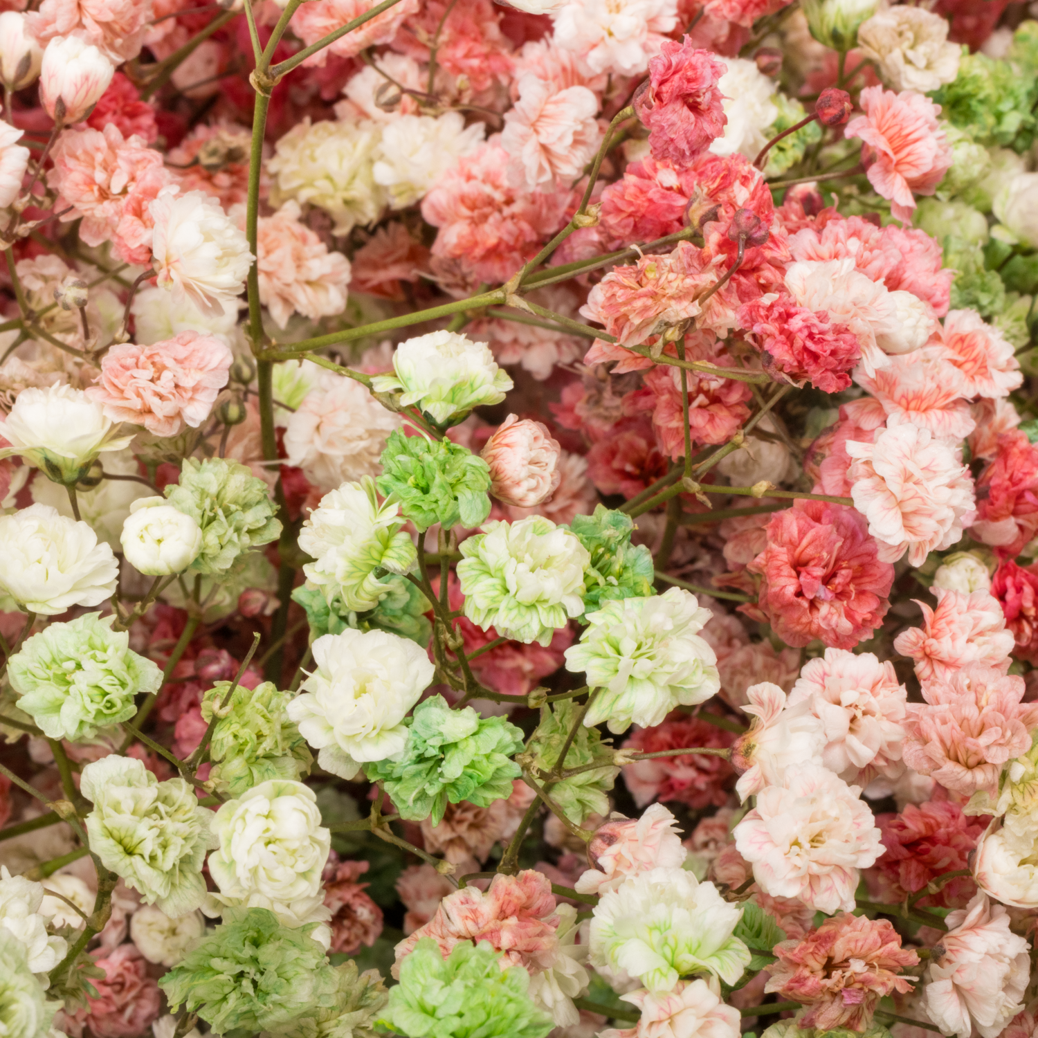 Gyps mix Weihnachten Ecuador grosse Blüte 80 cm