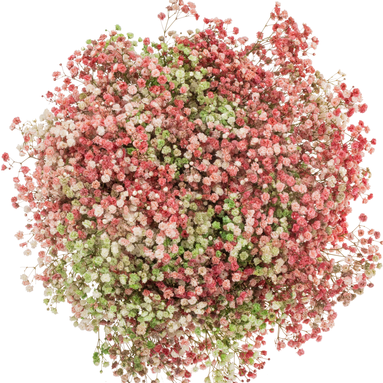 Gyps mix Weihnachten Ecuador grosse Blüte 80 cm