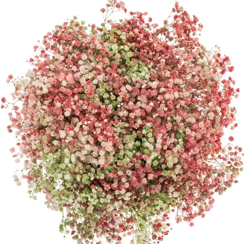 Gyps mix Weihnachten Ecuador grosse Blüte 80 cm