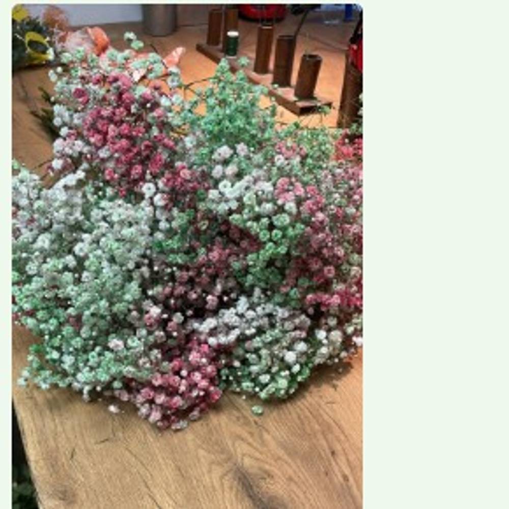 Gyps mix Weihnachten Ecuador grosse Blüte 80 cm