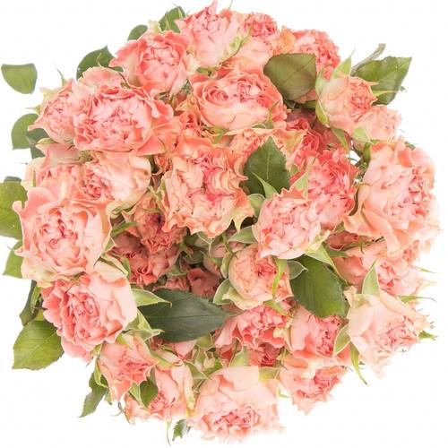 Rose verzweigt lachs Fair Flow 5+Blüte 60cm