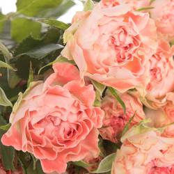 Rose verzweigt lachs Fair Flow 5+Blüte 60cm