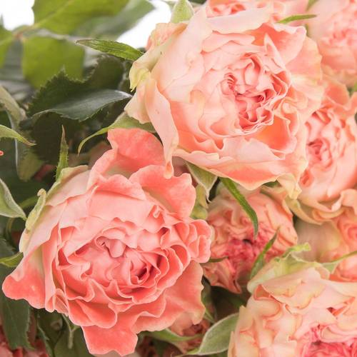 Rose verzweigt lachs Fair Flow 5+Blüte 60cm