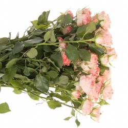 Rose verzweigt lachs Fair Flow 5+Blüte 60cm