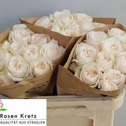 Rose creme Monterey gefüllt 60cm