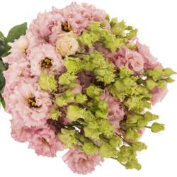 Lisianthus rosa Light Pink Alissa 5+Bl.70cm