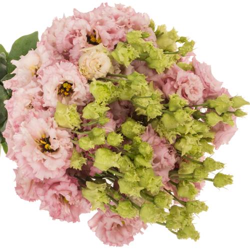 Lisianthus rosa Light Pink Alissa 5+Bl.70cm