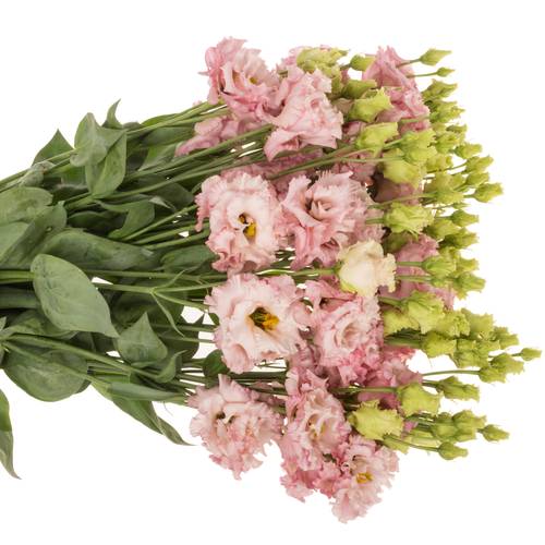 Lisianthus rosa Light Pink Alissa 5+Bl.70cm