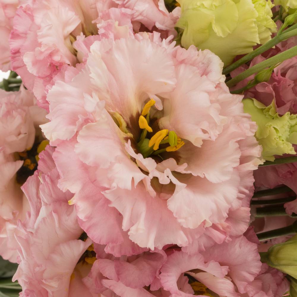 Lisianthus rosa Light Pink Alissa 5+Bl.70cm