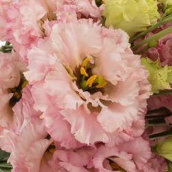 Lisianthus rosa Light Pink Alissa 5+Bl.70cm