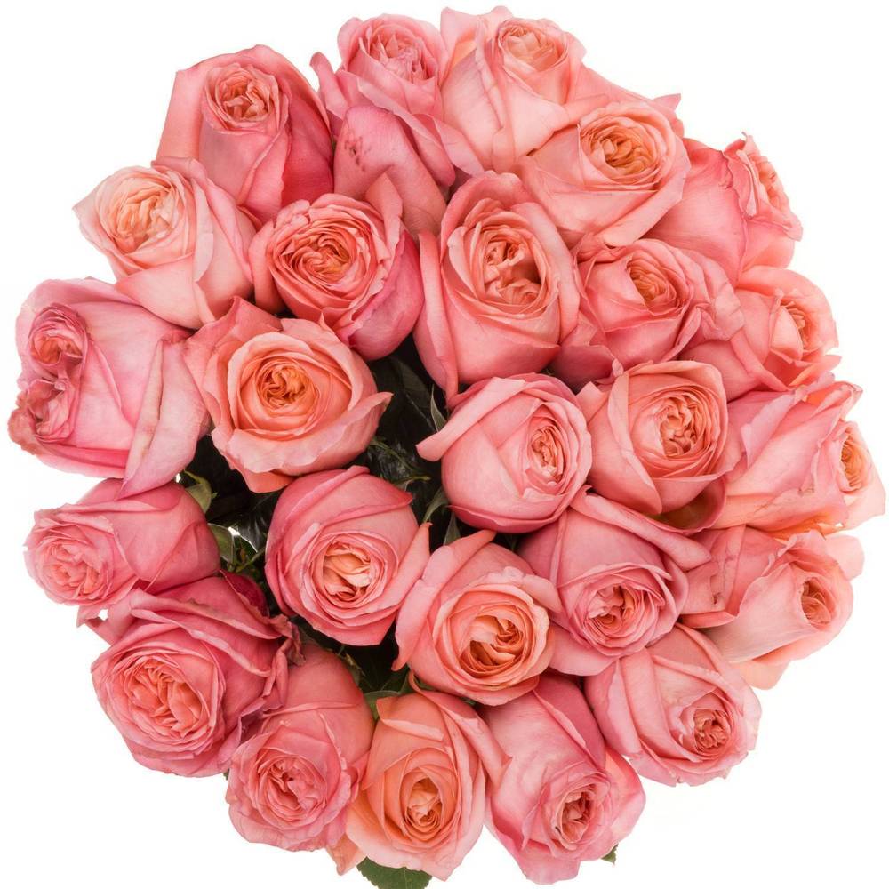 Rose rosa Pink X-Pression (Ec) 70cm