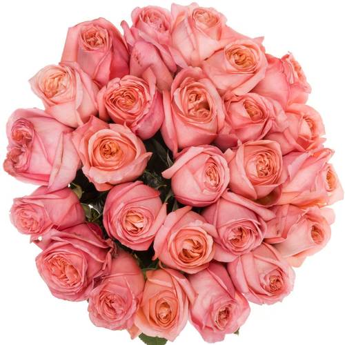 Rose rosa Pink X-Pression (Ec) 70cm