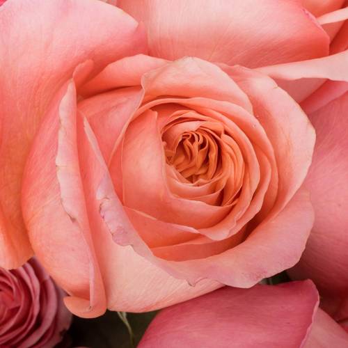 Rose rosa Pink X-Pression (Ec) 70cm