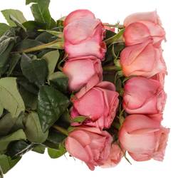 Rose rosa Pink X-Pression (Ec) 70cm