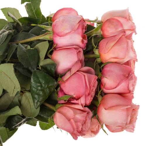 Rose rosa Pink X-Pression (Ec) 70cm