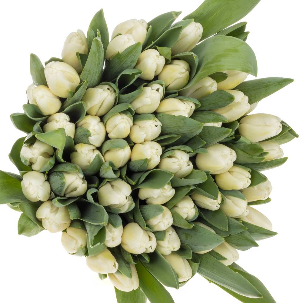 Tulpe weiss Antarctica extra 40 Gramm