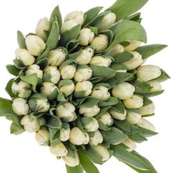 Tulpe weiss Antarctica extra 40 Gramm