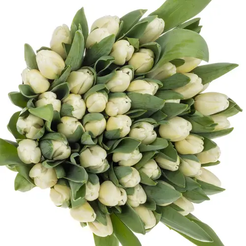 Tulpe weiss Antarctica extra 40 Gramm