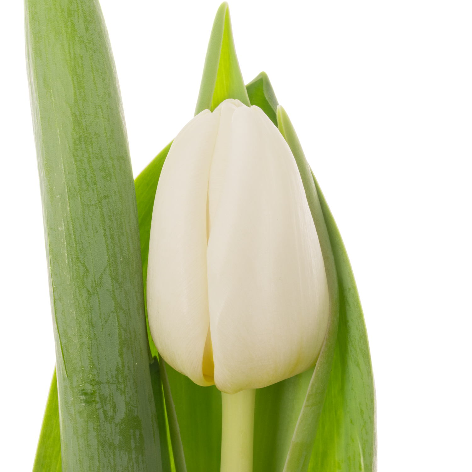 Tulpe weiss Antarctica extra 40 Gramm