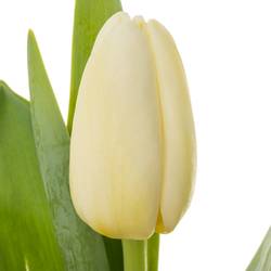 Tulpe weiss Antarctica extra 40 Gramm