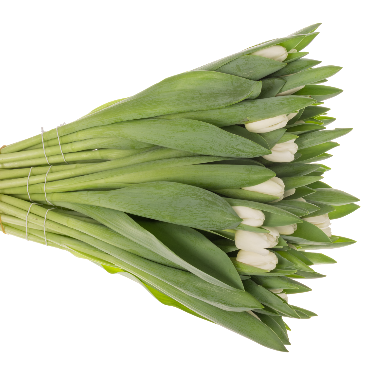 Tulpe weiss Antarctica extra 40 Gramm