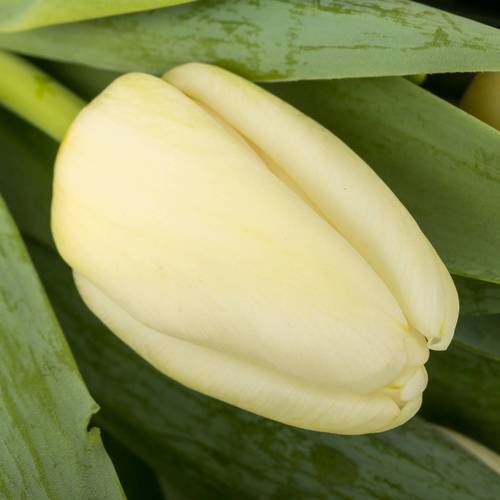 Tulpe weiss Antarctica extra 40 Gramm