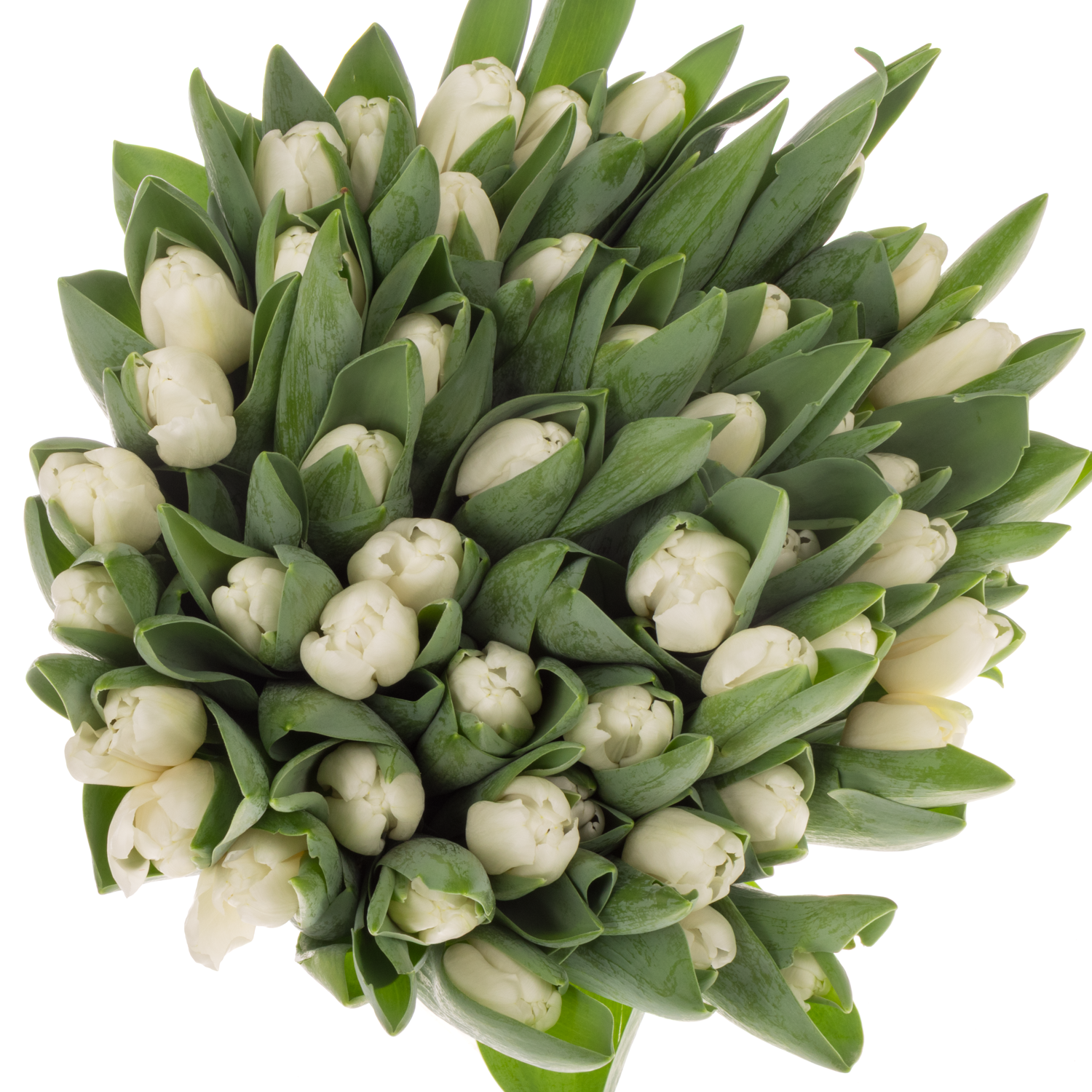 Tulpe weiss Antarctica extra 40 Gramm