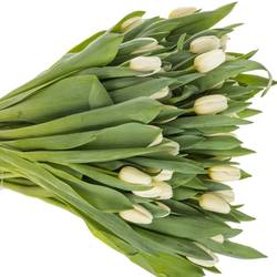 Tulpe weiss Antarctica extra 40 Gramm