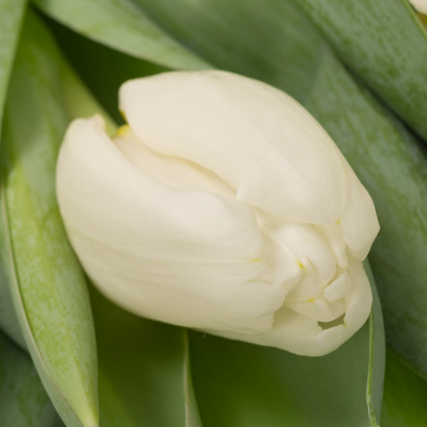 Tulpe weiss Antarctica extra 40 Gramm