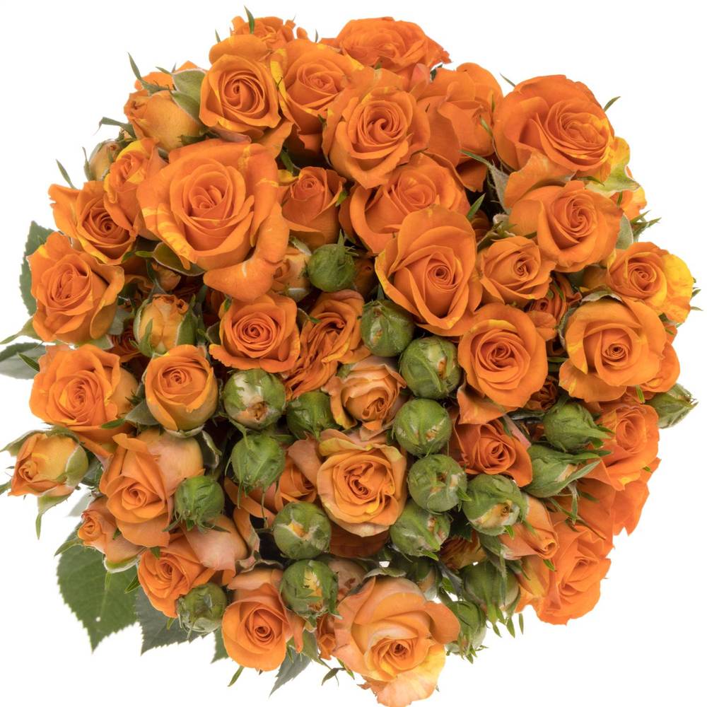 Rose verzweigt orange Smashing 5+Blüte 80cm