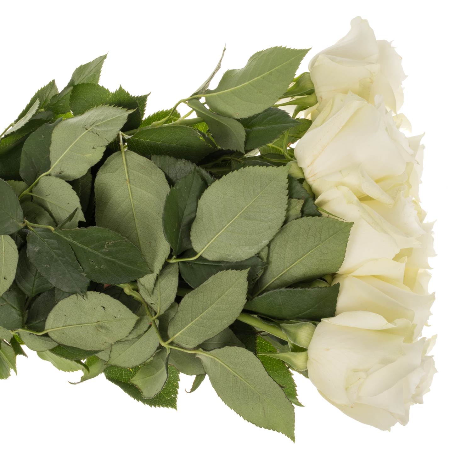 Rose weiss Proud Import 50cm